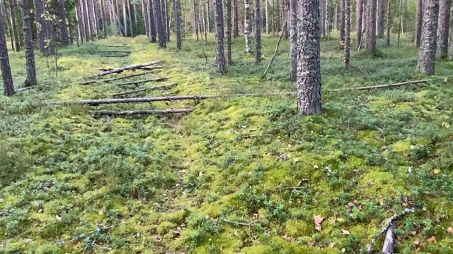 За грибами! Боровик белого погоняет!