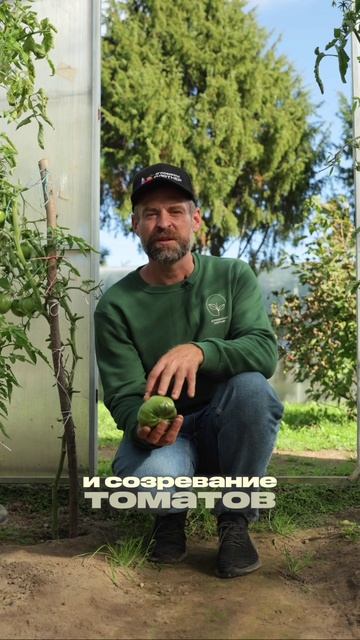 🍅 СОБРАЛИ ЗЕЛЁНЫЕ ТОМАТЫ? НЕ СПЕШИТЕ ПУСКАТЬ ИХ В ЗАГОТОВКИ!