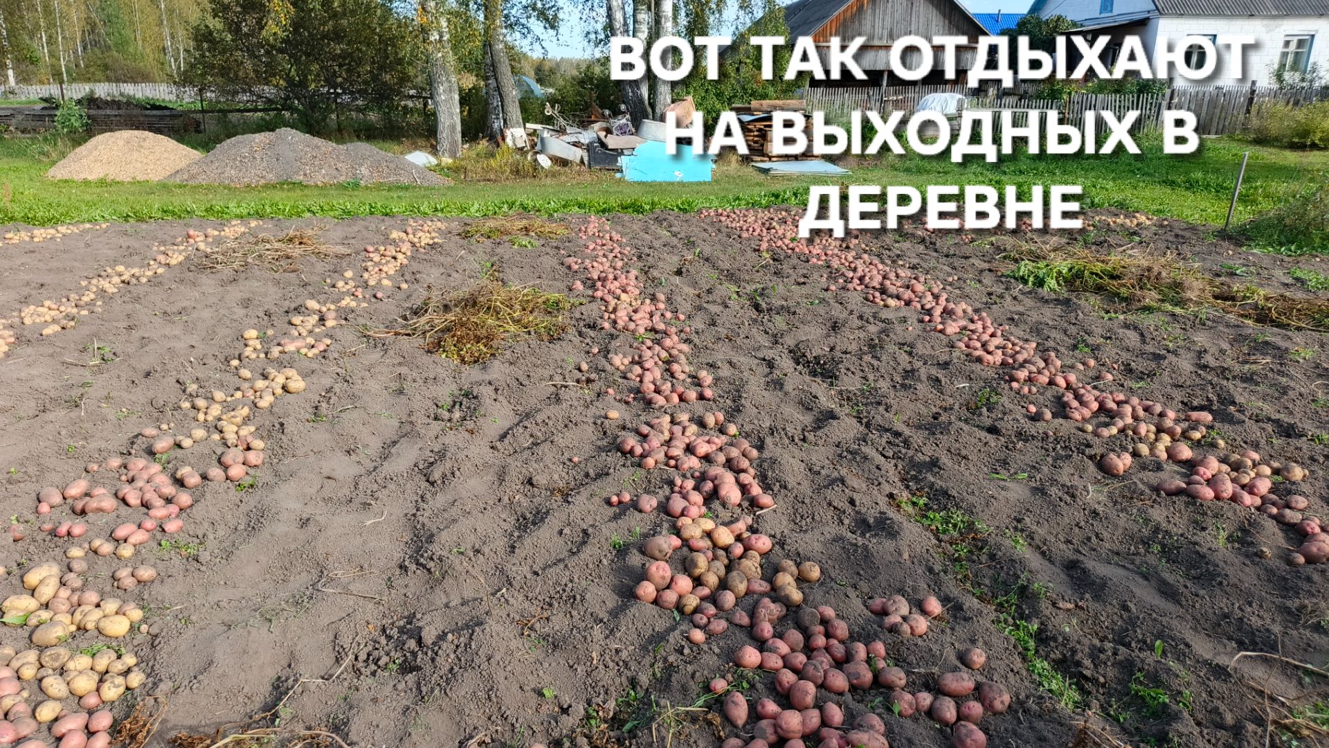 Выходные в деревне Выкопали картошку Отличный урожай с двух соток Деревенские будни