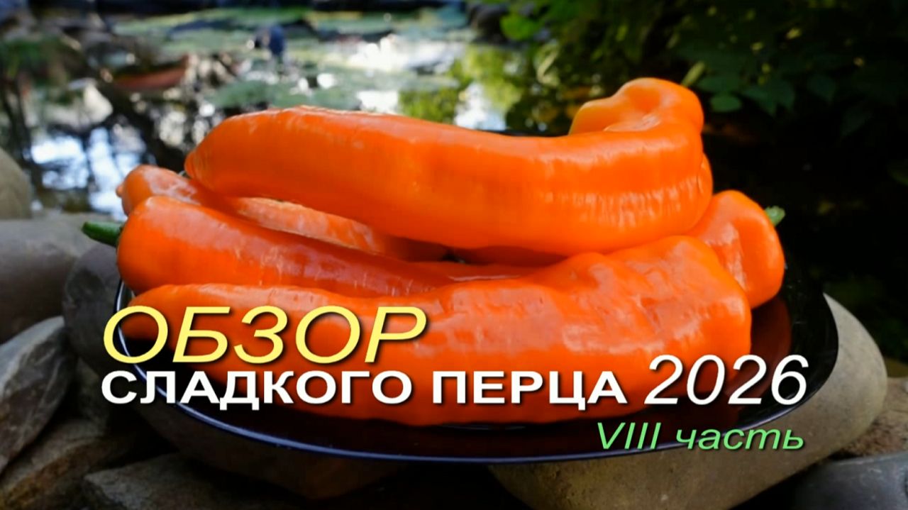 Обзор коллекционных сортов СЛАДКОГО ПЕРЦА сезона 2026 🌶VIII часть