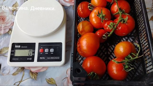 Томат 