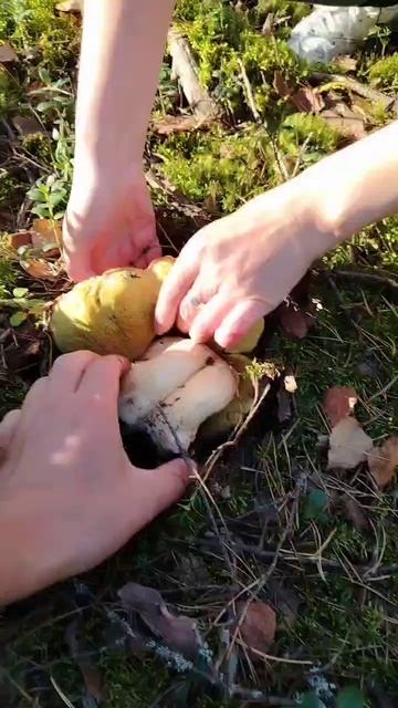 Накопали огромных грибов. Откапываем боровики словно картошку! Два гриба - и корзина полна!