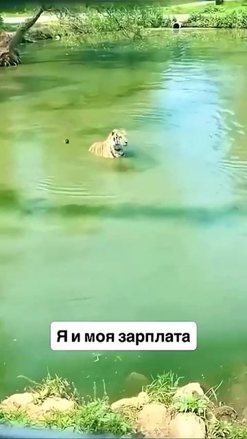 Я и моя зарплата