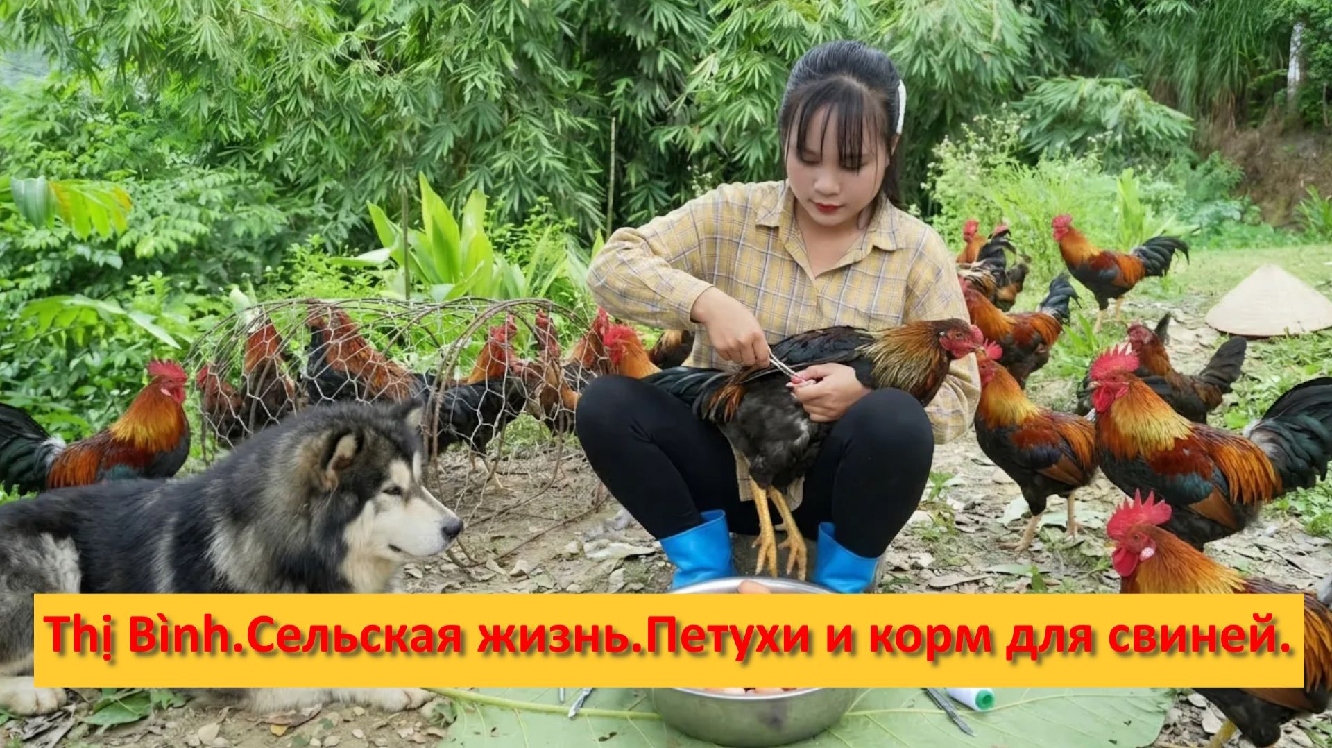 Thị Bình. Вьетнам. Сельская жизнь. Петухи и корм для свиней.