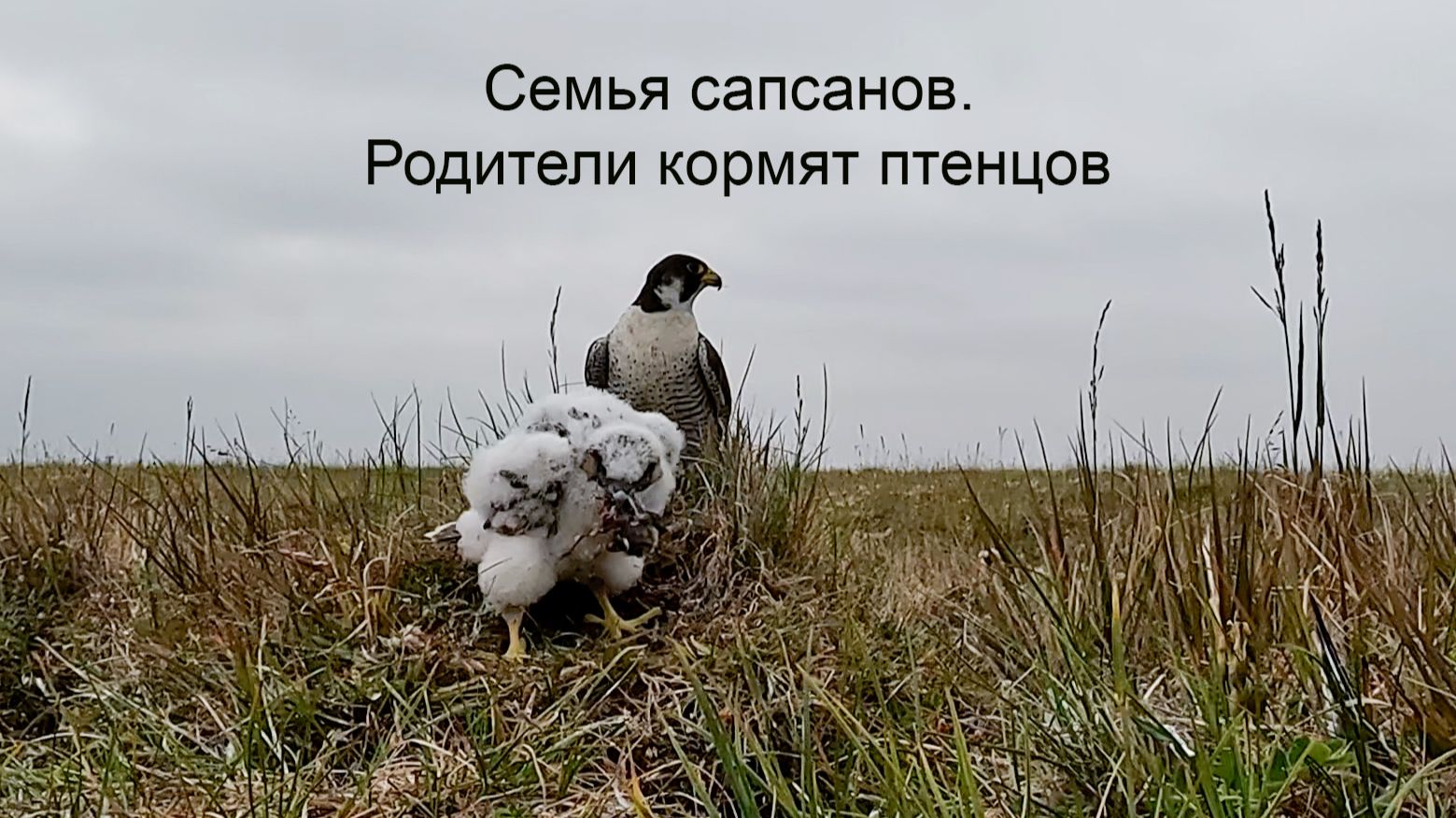 Семья сапсанов
