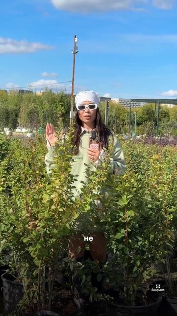 ИДЕАЛЬНАЯ живая изгородь за КОПЕЙКИ! 🌿💰