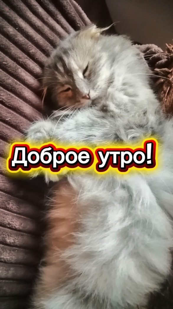 Доброе утро! От меня и моей любимой кошечки Зайки