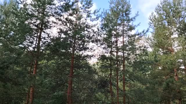 Могут ли деньги сделать человека свободным?