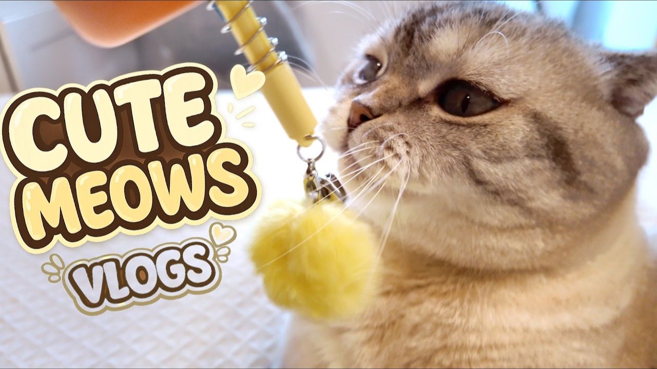МИЛЫЙ КОШКА И ПАПА! ПАВ ВЛОГ # Смешные коты Кума и Юки ₍^. .^₎⟆ Пушистые игры с маленьким котен