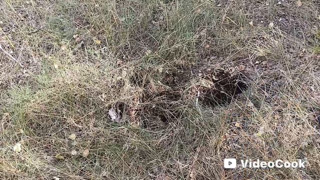 поиск цветных миталов с металлоискателем.
