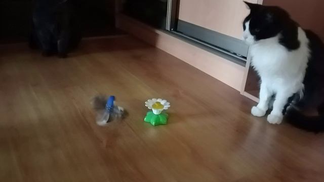 МОИ КОТЕЙКИ И КОТЫ.