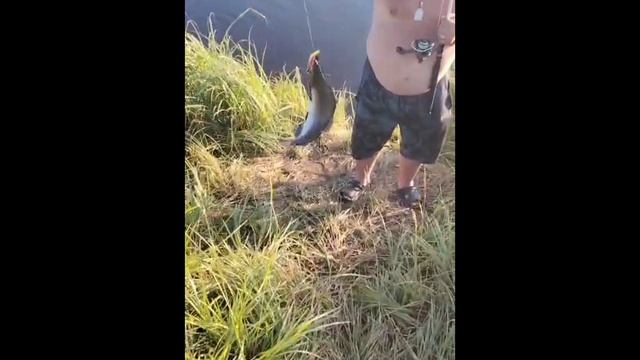 Ловля горбуши на воблеры от Mr. Musurok
