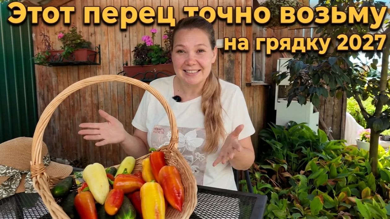 Ранний перец, проверенный временем, — Зорька. Идеальный сорт для открытого грунта и теплицы