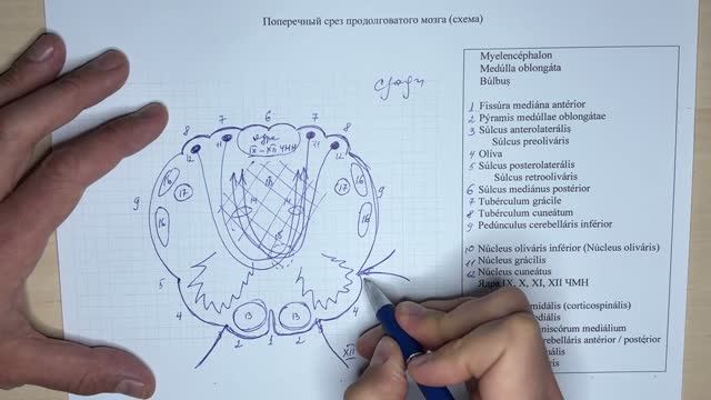 Поперечный срез продолговатого мозга (схема)