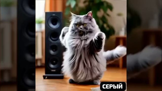 🐱🐈Отец семейства,Друг для всех и Всеобщий любимец -музыкант ..Лауреат Кошачьей Премии.🎖️