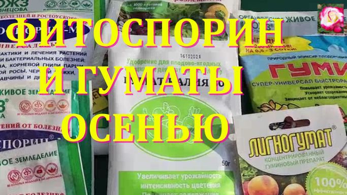 ВЫРАСТИМ РОЗЫ БЕЗ ХИМИИ
