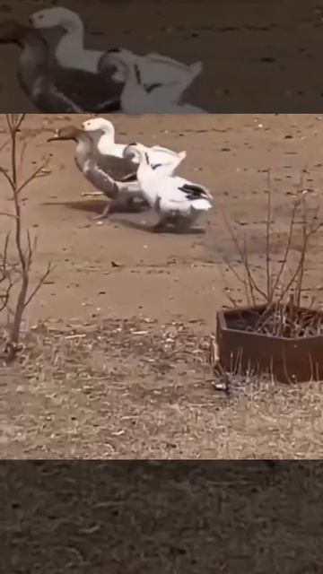 Гуси