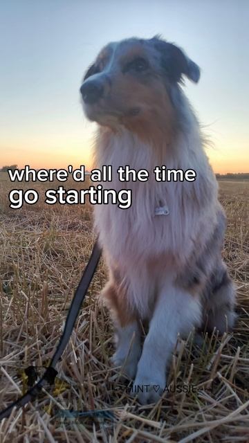 //MINT AUSSIE\\ ЧТО-ТО