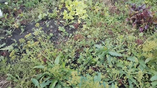 Жизнь в деревне.🏡 Сбор урожая продолжается.🍂