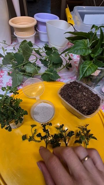 Пеларгония. Осеннее черенкование пеларгония.