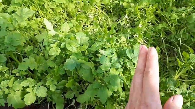 2599.  ВПЛ. Посейте сидераты на пользу!