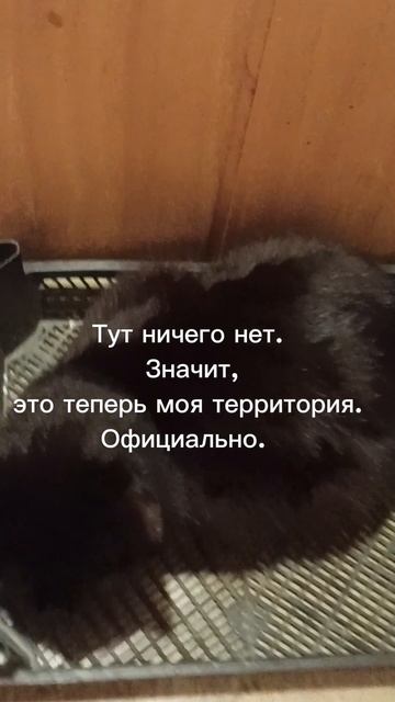 Пушистик: