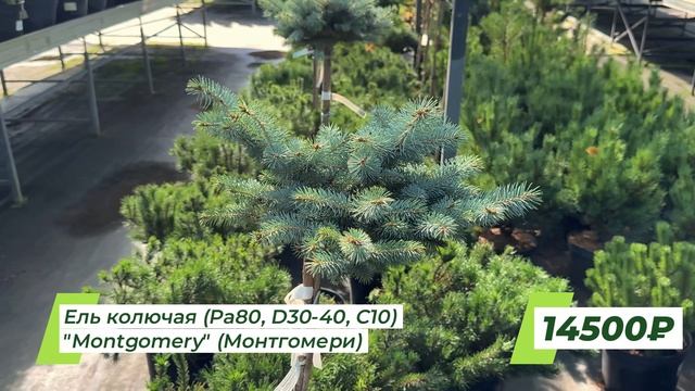 В садовом центре ″Ромашкино Парк″