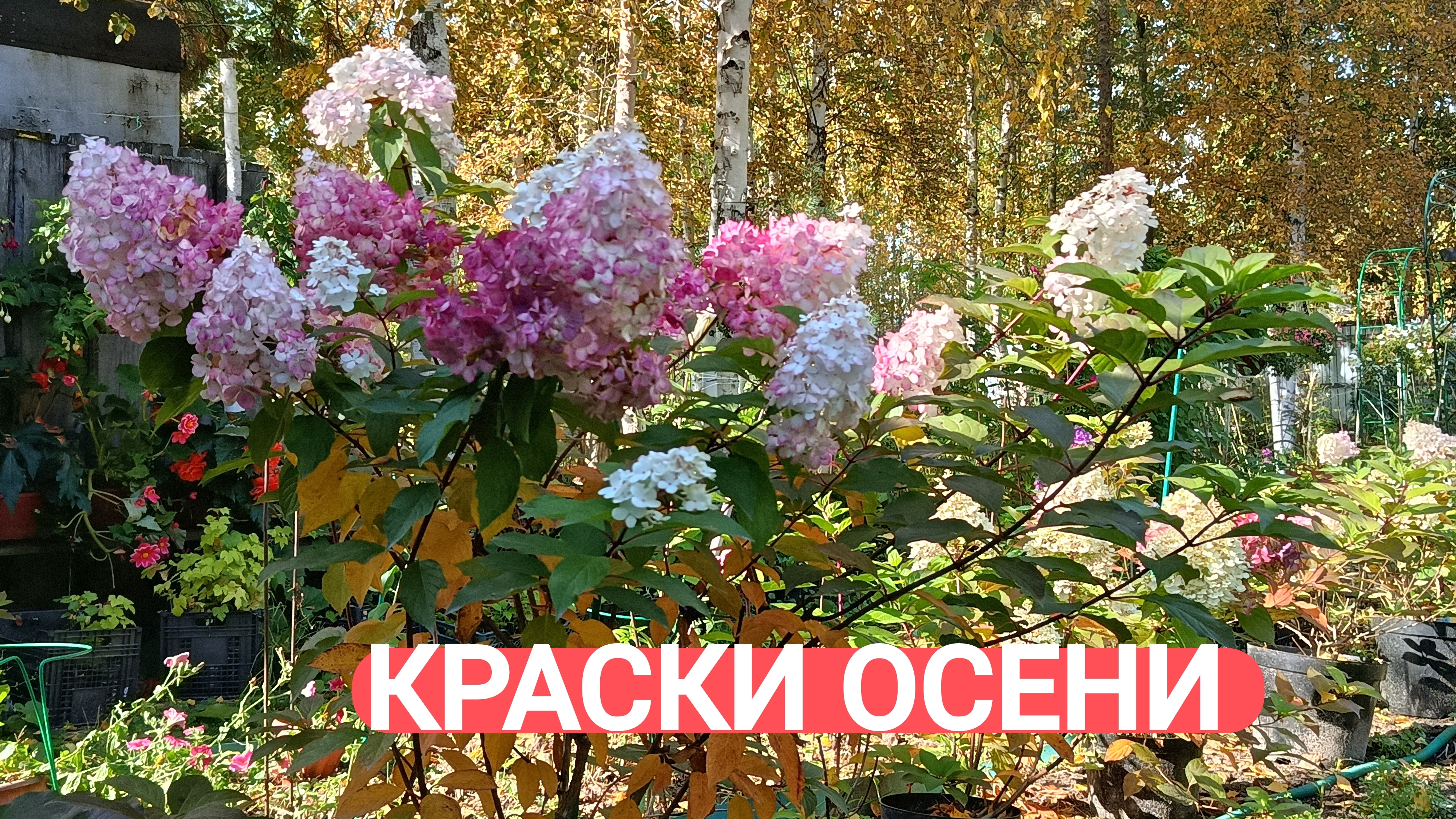 Краски осени. Гортензии в цвету.
