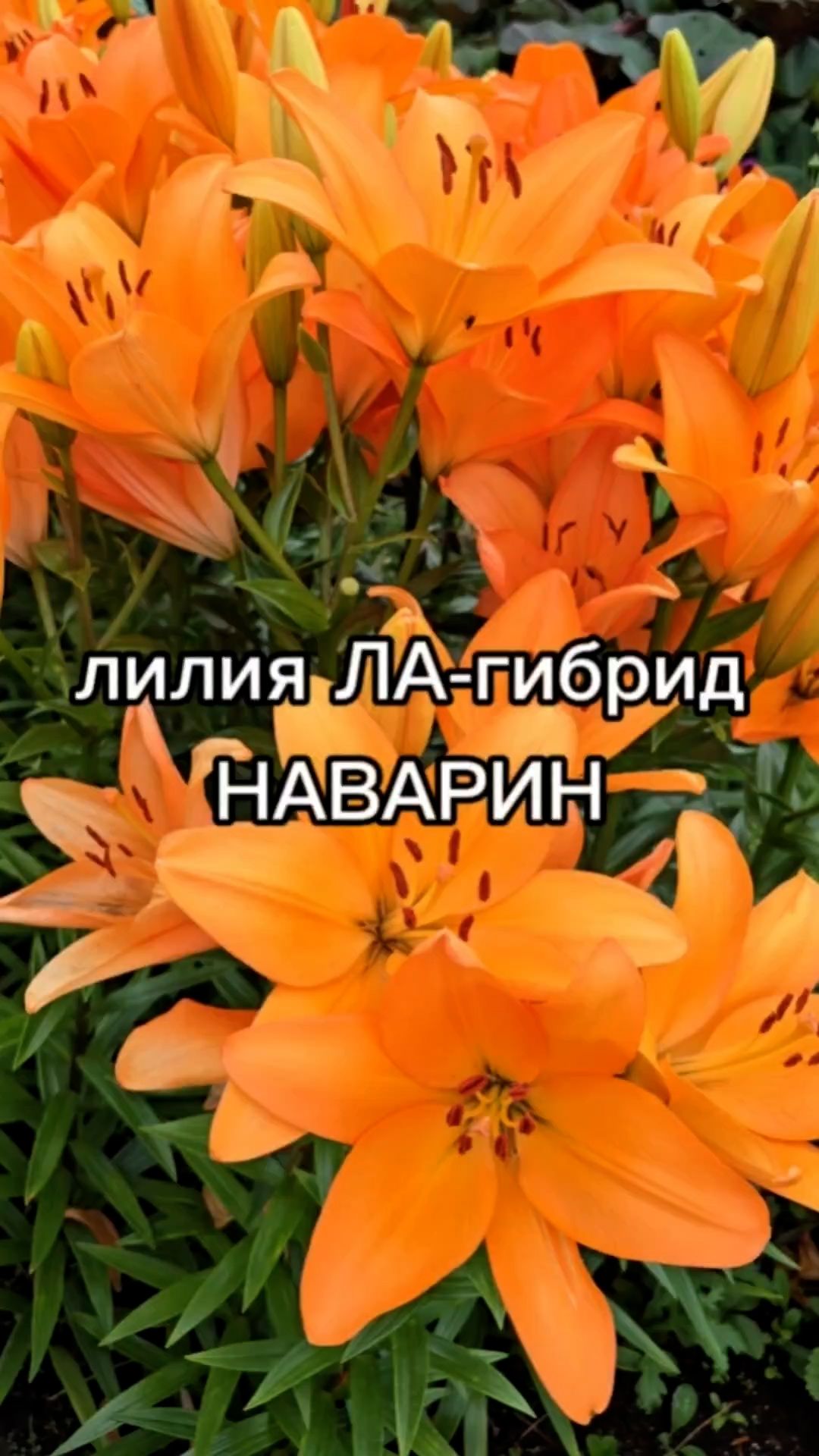 Выращивание цветов