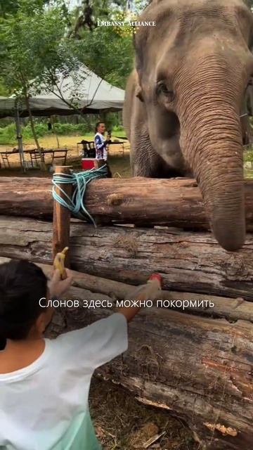 🐘 Хотите провести день рядом со слонами? Такое место есть в Малайзии.
