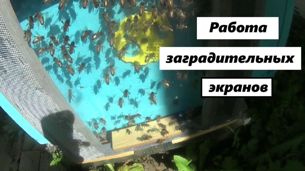 Работа заградителей от воровства пчёл.