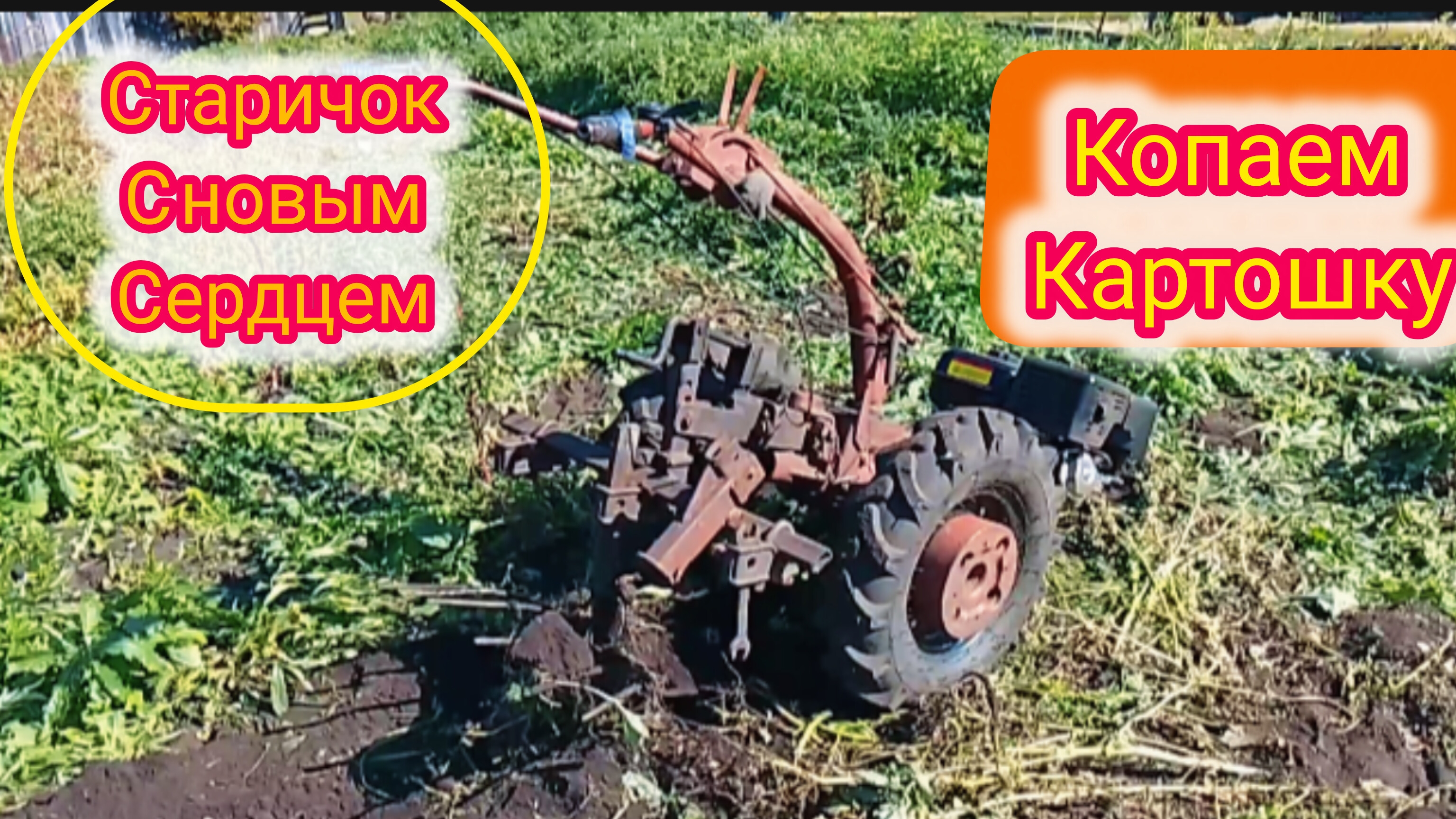 Начал копать картошку копалкой из лапы не убираю ботву.Установил новый двигатель 15Л и сразу сломал.