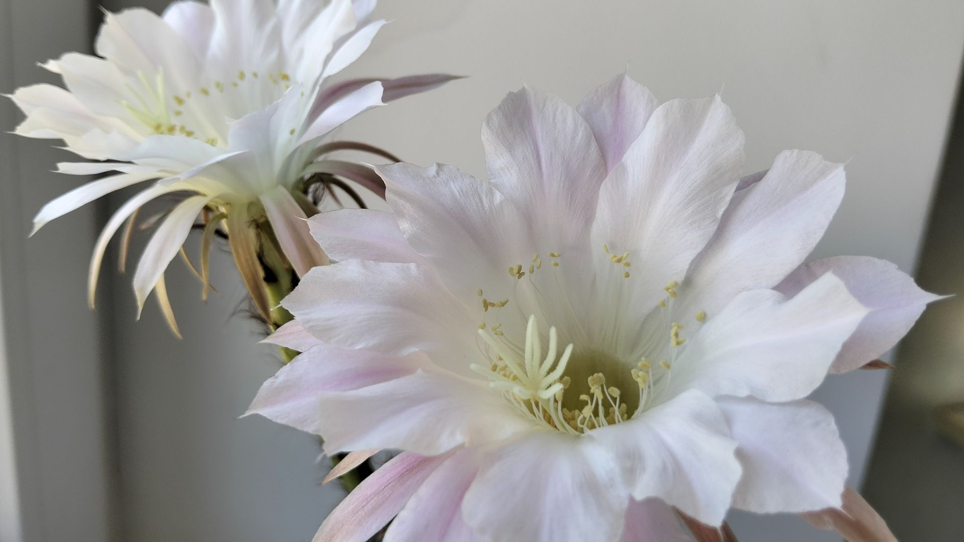 Наши цветы 💐