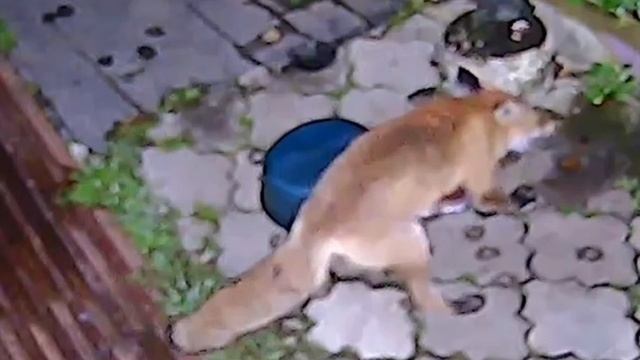Видео с камеры виденаблюдения.