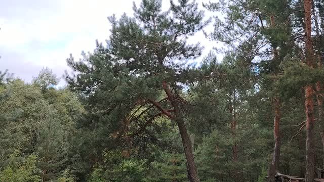 Импульсивное поведение при авторитарном руководстве