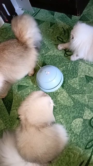 Прицепил на игрушку колокольчик