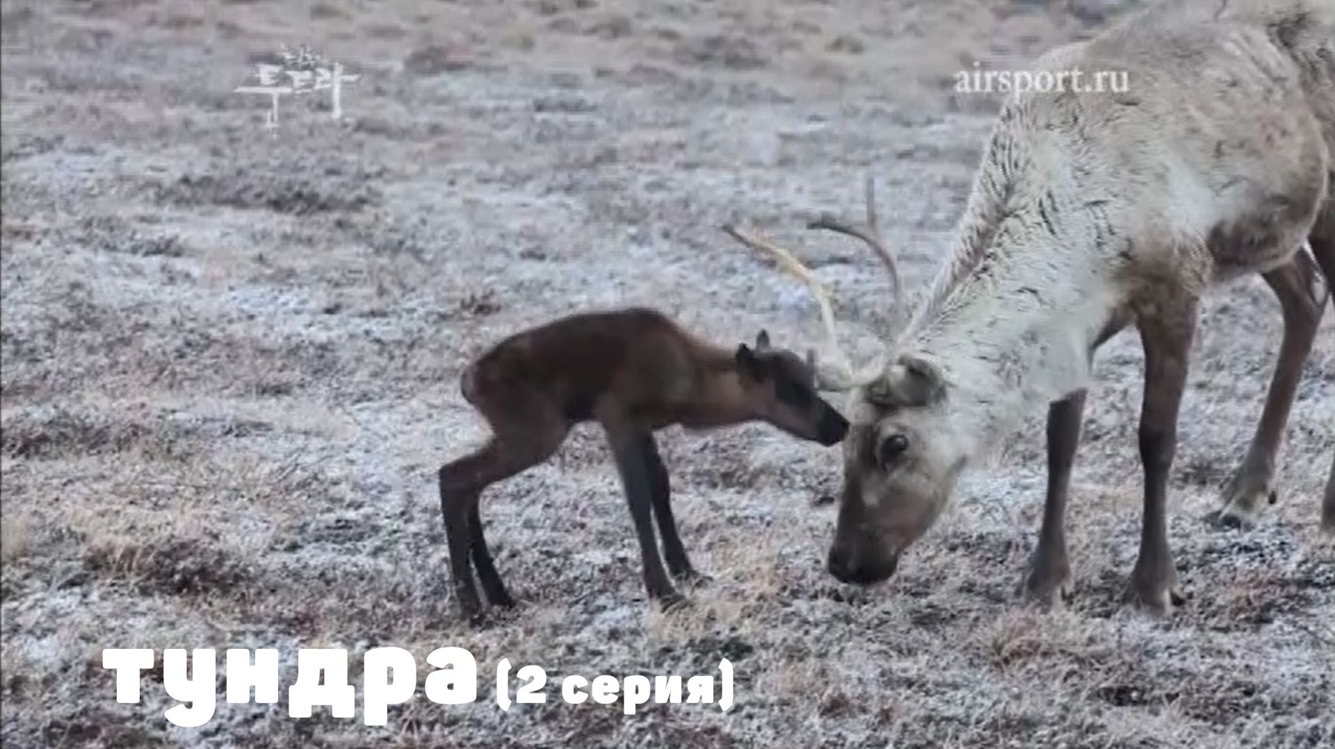 За 70 параллелью (Серия 2)