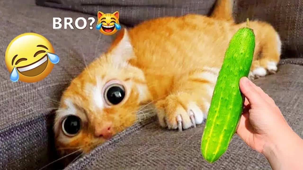 ЗАСМЕЯЛСЯ — ПРОИГРАЛ 😹 САМЫЕ СМЕШНЫЕ КОТЫ И СОБАКИ 2026 🤣