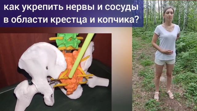 Спазм мышц атланта, крестца, копчика - причина деградации шеи и спины. Упражнения для мозга