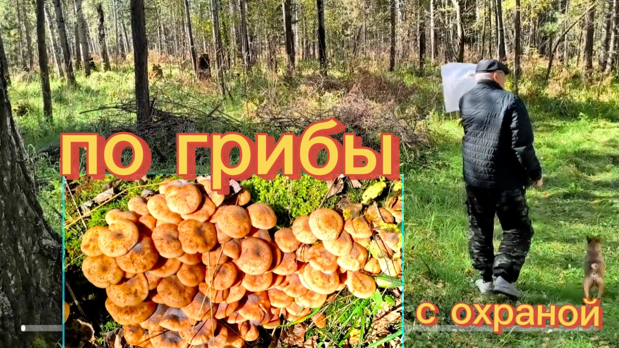 10-09-2026.Набрали опят.Больше не пойдем.