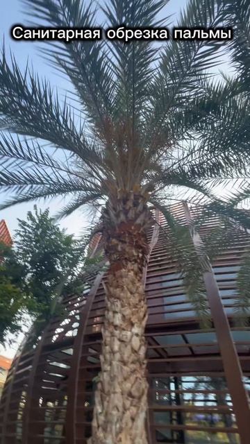 Лайв