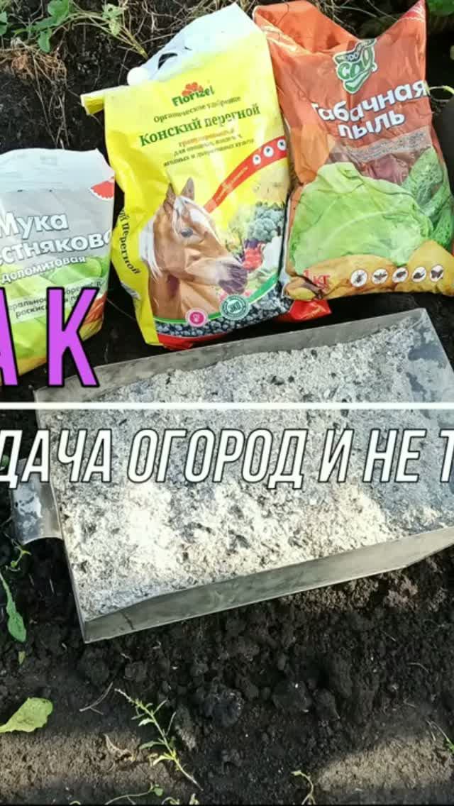 РАССАДА В ДАМАШНИХ УСЛОВИЯХ