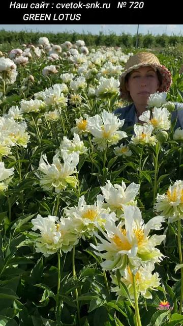 ПИОН "GREEN LOTUS"/Сад Ворошиловой