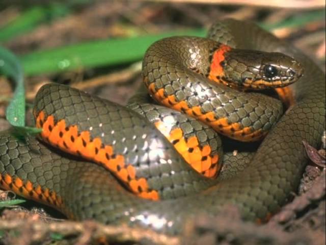 Змеи. Страшно красивые Змеи. Snake.