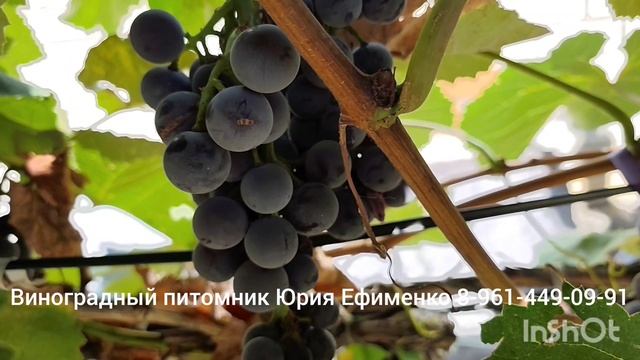 Виноград Изабелла японская