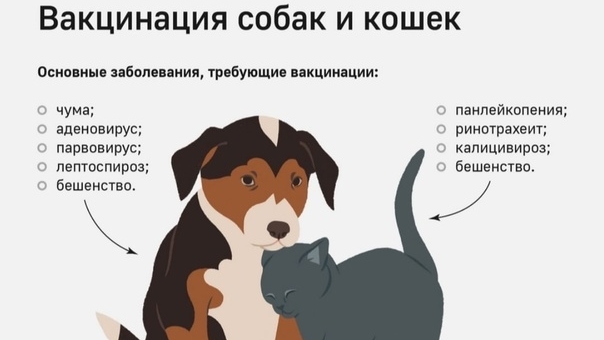 Вакцинация. Мультикан - убийца? Стоп мультикан!