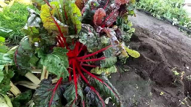 зеленные культуры