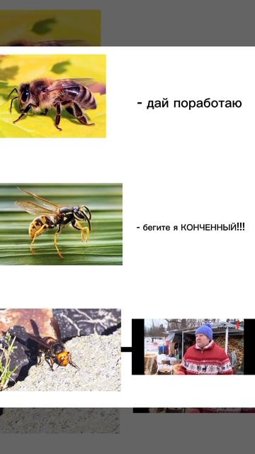 страшный шершень