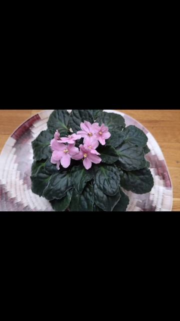 Цветут фиалки🌸
