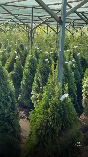 СЕКРЕТ плотной изгороди — правильные туи 🌲✨